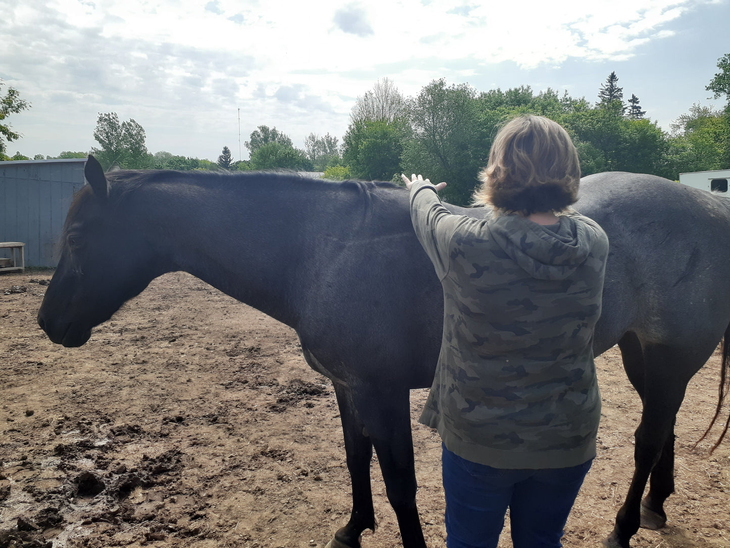 Animal Energy Healing