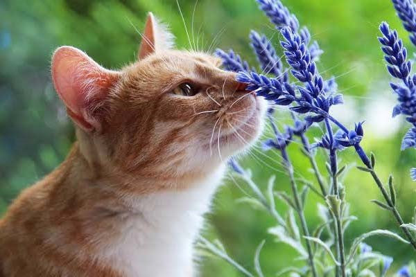 Animal Energy Healing